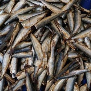 Россия запретила ввоз рыбной продукции из Польши на свою территорию