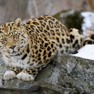 Водитель в Приморье сбил леопарда, занесенного в Красную Книгу 