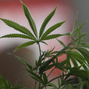 Мексиканский суд разрешил выращивание и курение марихуаны